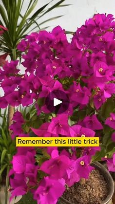 a potted plant with purple flowers in it that says, remember this little trick