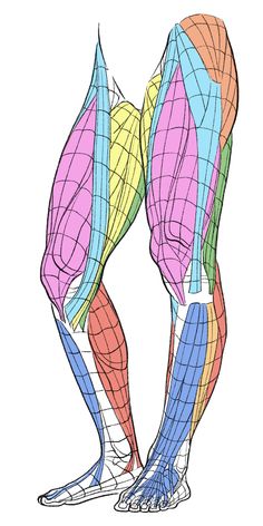 an image of a man's legs with different colored lines on the back and sides