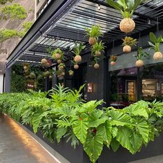 an outdoor restaurant with plants growing on the outside wall and hanging from the roof,