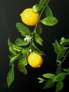 a painting of lemons on a branch with leaves