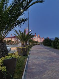 a palm tree on the side of a brick road next to some potted plants