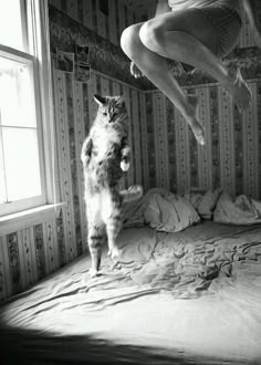 a cat standing on its hind legs in front of a woman jumping into the air