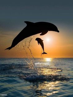 two dolphins jumping out of the water at sunset