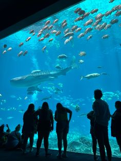 several people are looking at the fish in an aquarium while others look on from below