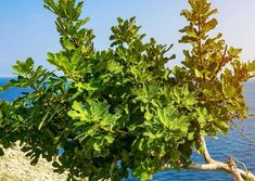 a tree with green leaves near the ocean