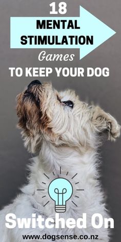 21 (Super Easy) Ways To Mentally Stimulate Your Dog - Dog Sense Brain Games For Dogs, Fun Brain, Mental Stimulation, Dog Exercise