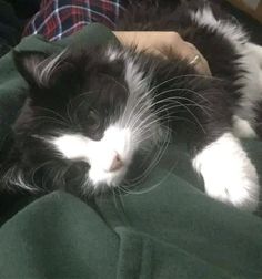 a black and white cat laying on top of a green blanket