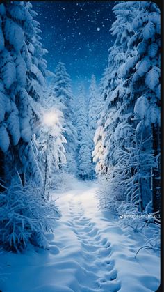 a snow covered path in the middle of a forest at night with lights shining on trees