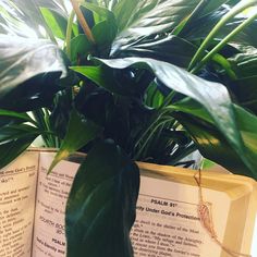 a plant in a pot on top of an open book