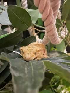 a lizard sitting on top of a green leafy plant next to a white rope