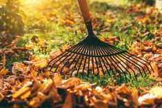 a rake laying on top of leaves in the grass