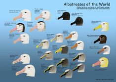 an image of different types of birds in the world