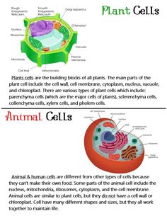 an animal cell and plant cells are labeled in the diagram, which shows what they look like