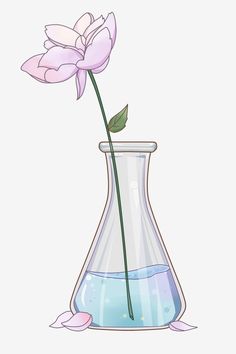 a flower in a vase filled with water on a white background, transparent png and psd