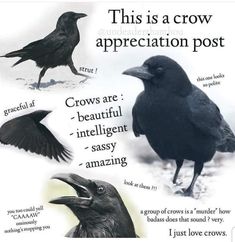 this is a crow appreciation post