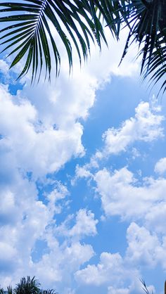 palm trees and blue sky with clouds in the background