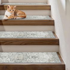 an orange and white cat sitting on some stairs