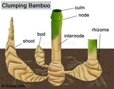 an image of the structure of a clumping bamboo plant with labeled parts labelled