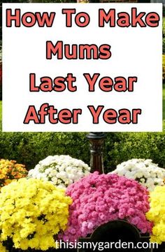 the words how to make mums last year after year in front of colorful flowers