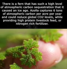 there is a fern that has such high level of atmosphere carbon sequestation that it can cause