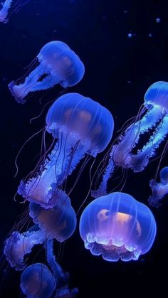 some very pretty jellyfish in the water