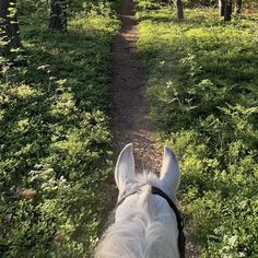 the back end of a horse's head as it walks down a trail in the woods