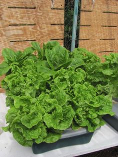 lettuce growing in a container on top of a table