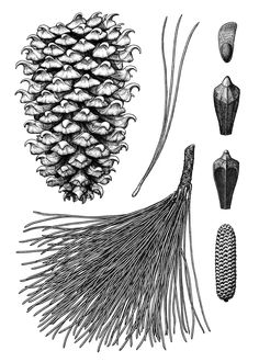 an ink drawing of pine cones and acorns