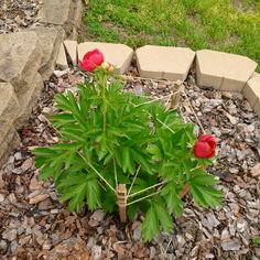 some red flowers are growing out of the ground