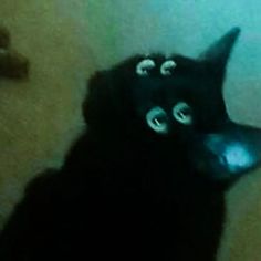 a black cat with eyes on it's head looking up at the camera lens