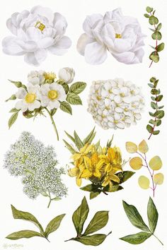 various flowers and leaves on a white background