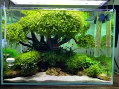 an aquarium filled with green plants and rocks