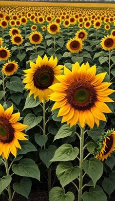 a large field of sunflowers with many leaves