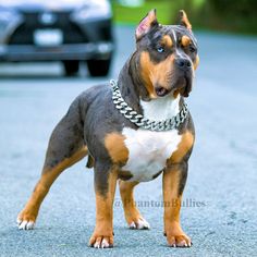 a brown and white dog standing on top of a road