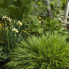 some very pretty flowers and plants in the grass