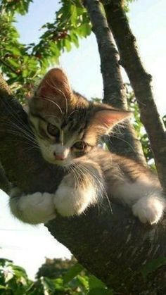 a kitten is sitting in a tree looking at the camera