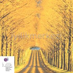 an image of a road that is surrounded by trees with yellow leaves on the sides