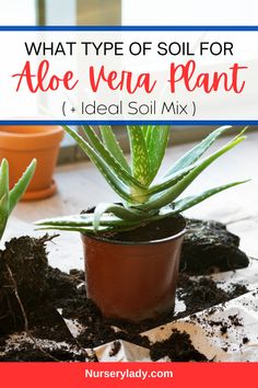 what type of soil for aloe vena plant and ideal soil mix