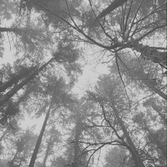 looking up at the tops of tall trees in a forest on a foggy day