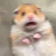 a brown and white hamster standing on its hind legs with it's mouth open