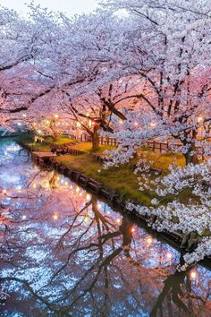 cherry blossoms are blooming on the trees next to a river with lights reflecting in it