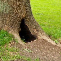 an animal that is standing next to a tree