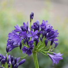 purple flowers are growing out of the ground