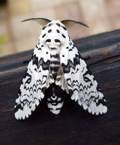 a white and black moth sitting on top of a wooden table