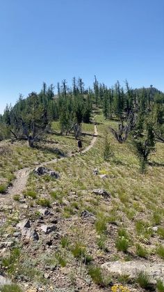 two people hiking up a hill in the woods on a sunny day with blue skies