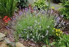 some purple and yellow flowers in a garden