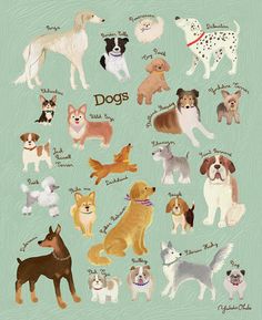 an image of dogs that are in different colors and sizes on a light green background