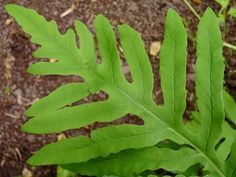 a close up of a green leaf on a plant with dirt in the back ground