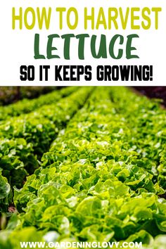 Complete Lettuce Care, Planting, Harvesting Guide How To Harvest Spinach, Harvesting Lettuce, Harvest Lettuce, Buttercrunch Lettuce, Hydro Gardening, How To Harvest Lettuce, Growing Vegetables At Home, Heat Tolerant Plants, Lettuce Recipes