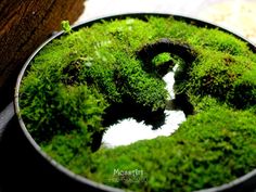 a bowl filled with green moss covered in water